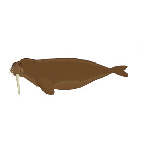 Feeding Pacific Walrus